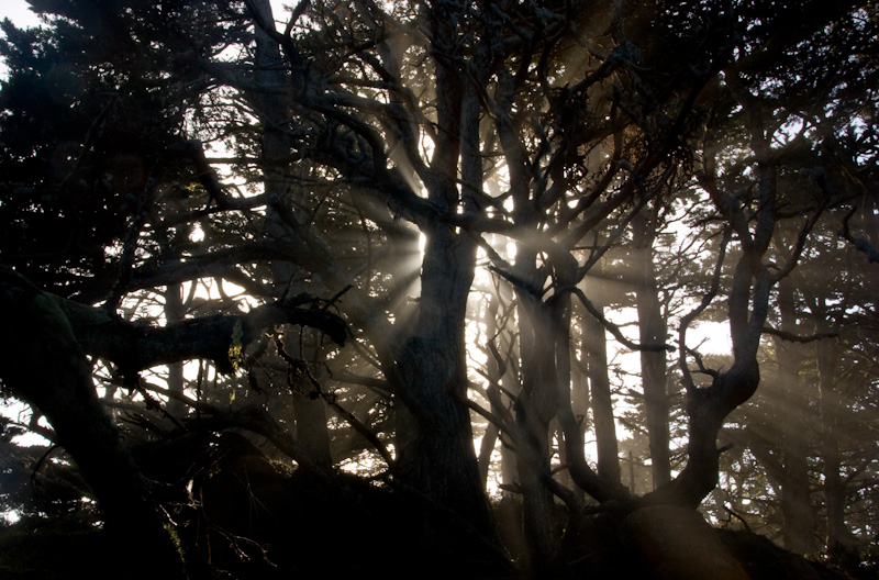 Sunlight Through Trees